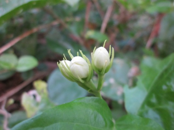Charming Jasmine Flower